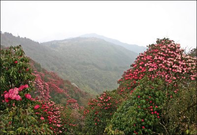Rododendron Sikkim