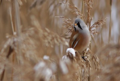 Bearded Tit Täby