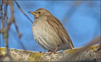 Black-throated Thrush Uppland