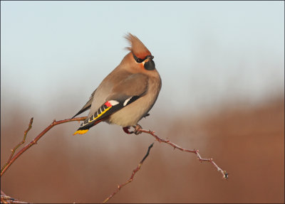 Sidensvans Waxwings