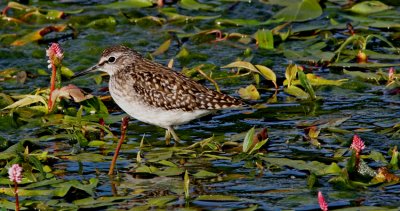 Wood Sandpiper Tby