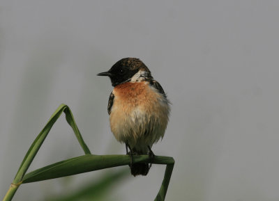 Stonechat Kuwait