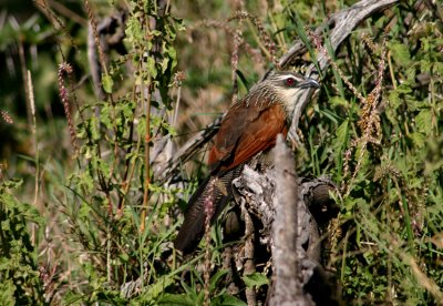 White browed coucal Tanzania
