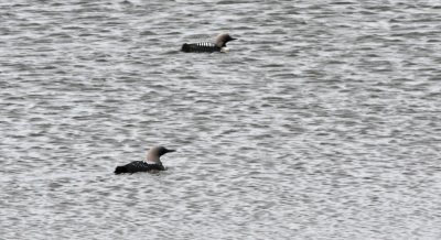 466 Pacific Loon Nome AK.