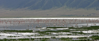Flaminge ca 8500 sunlight