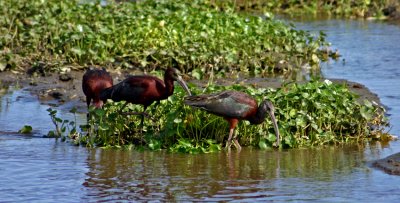 Glossy Ibis