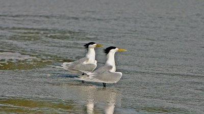 Greater Crested Tern