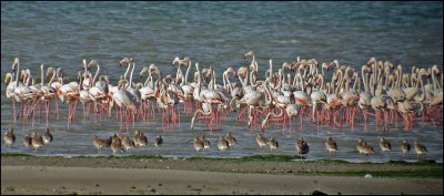 Greater Flamingo