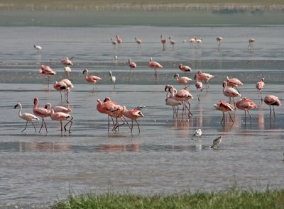 Lesser Flamingo Tanzania