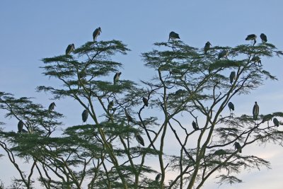 Marabou Stork Tanzania