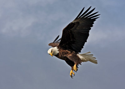 1 Bald Eagle Alaska