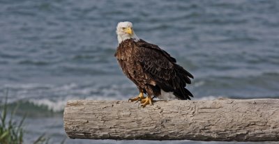 2 Bald Eagle Alaska