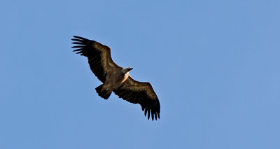 Gsgam Griffon Vulture Gyps Portugal.