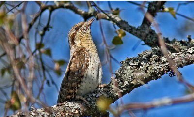 Göktyta Wryneck Uppland.