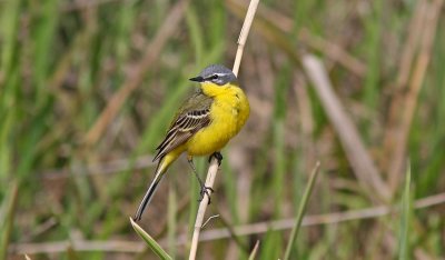 Yellow Wagtail flava