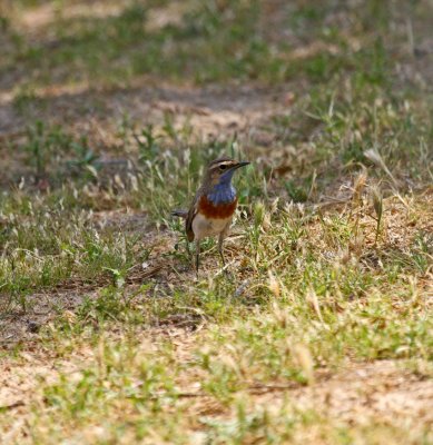 Bluethroat magna Kuwait female