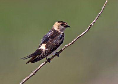 Red-rumped Swallow Portugal