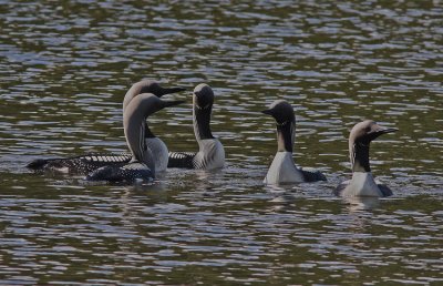 Black-throated Uppland