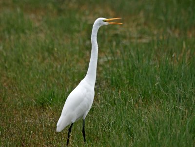 Great Egret Azorerna