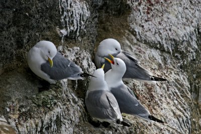 Kittiwake Island