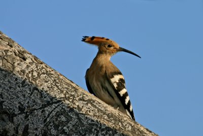  Härfågel Hoopoe