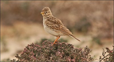 Dvärglärka Lesser Short-toed Lark