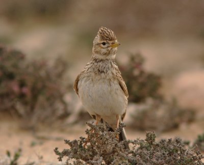 Lesser Short-toed Lark Fuerteventura