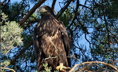 Havsrn juv Uppland White-tailed E.