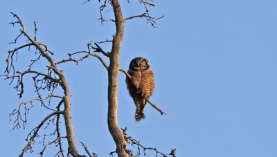 Hkuggla Hawk Owl