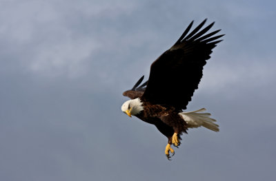  Bald Eagle