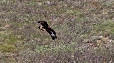  Golden Eagle