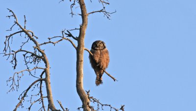  Northern Hawk Owl Denali