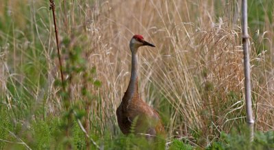  Sandhill Crane