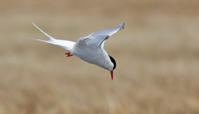  Arctic Tern