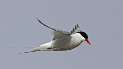  Arctic Tern