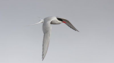  Arctic Tern