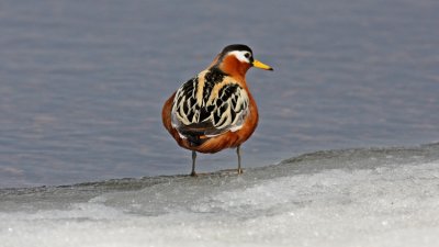 Red Phalarope Barrow