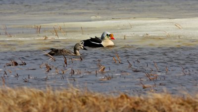  King Eider Barrow