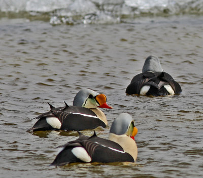  King Eider