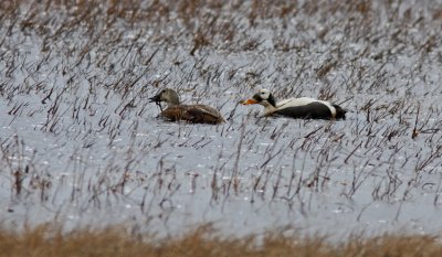  Spectacled Eider