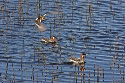 Red-necked phalarope