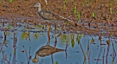  Lesser Yellowegs