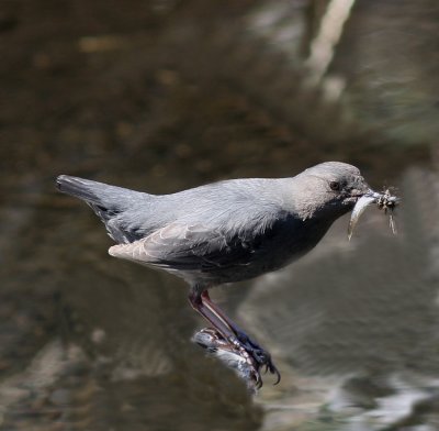  Dipper Eagle River N.c