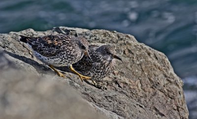  Surfbird