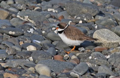  Seminpalmated Plover