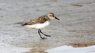  Semipalmated Sandpiper