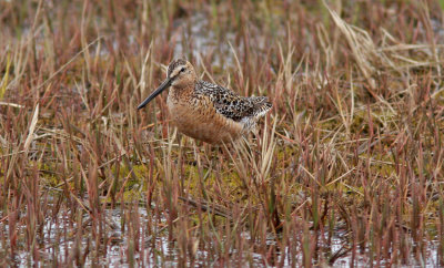  Long-Billed Dowitcher