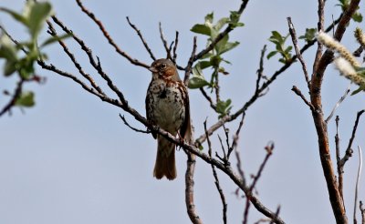  Fox Sparrow