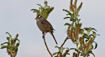   Whit-crowned Sparrow