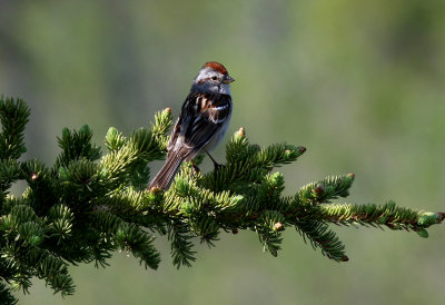  American Ttee  Sparrow  Denali